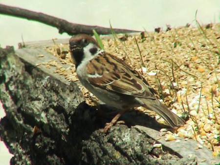 Pardal Montês (Passer montanus) por Paulo Belo